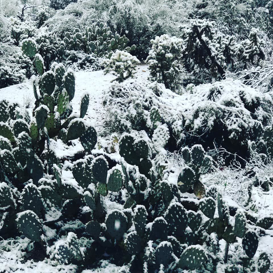 Snow in Tucson